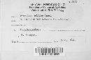 Pirottaea gallica image