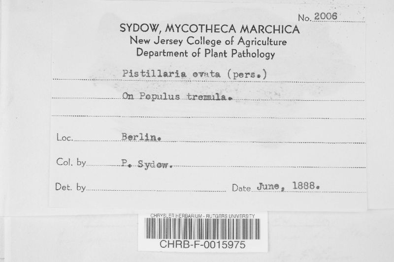 Typhula ovata image