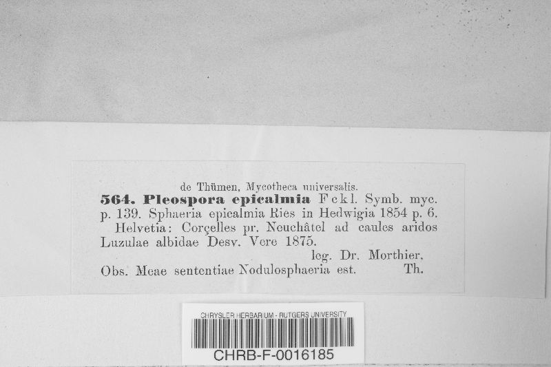 Phaeosphaeria epicalamia image