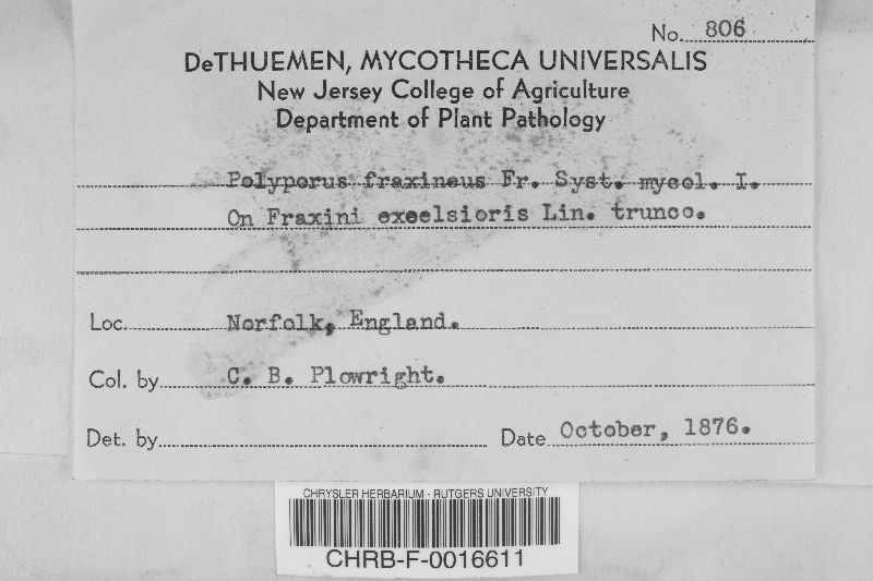 Rigidoporus ulmarius image