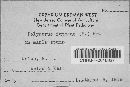 Bjerkandera fumosa image