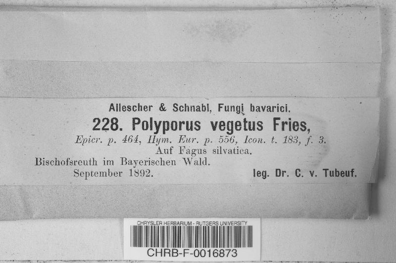 Polyporus vegetus image