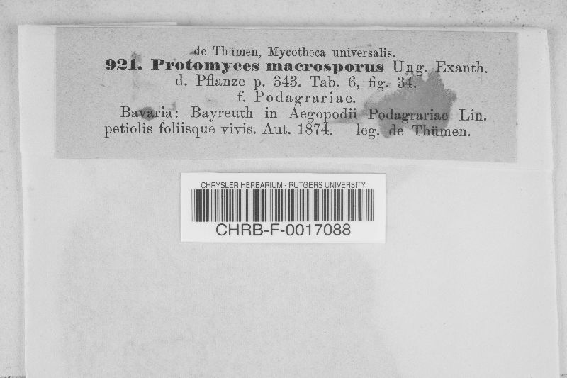 Protomyces macropus image