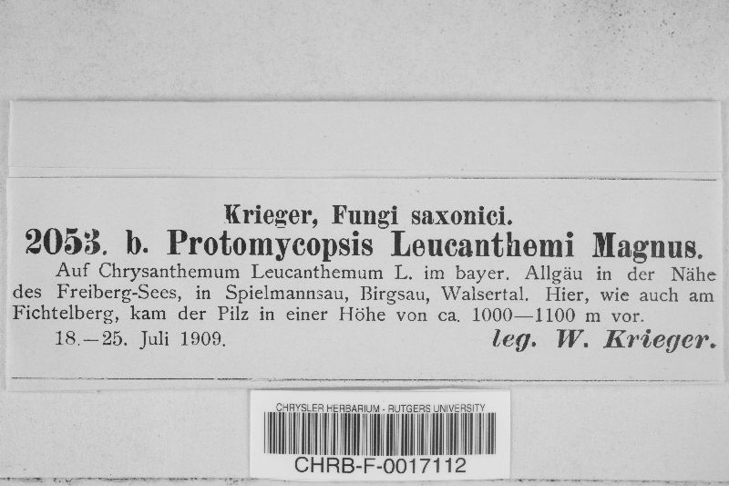 Protomyces leucanthemi image