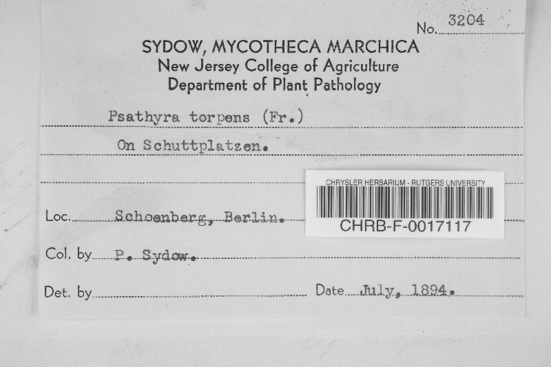 Psathyra torpens image