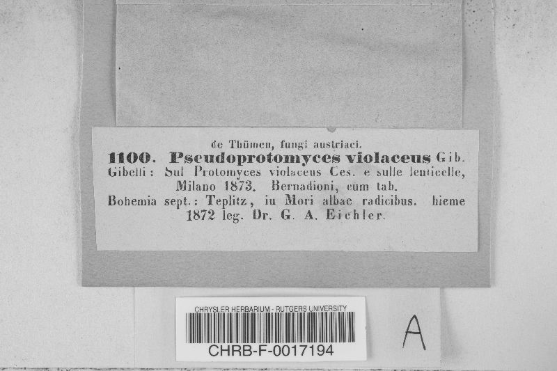 Pseudoprotomyces violaceus image