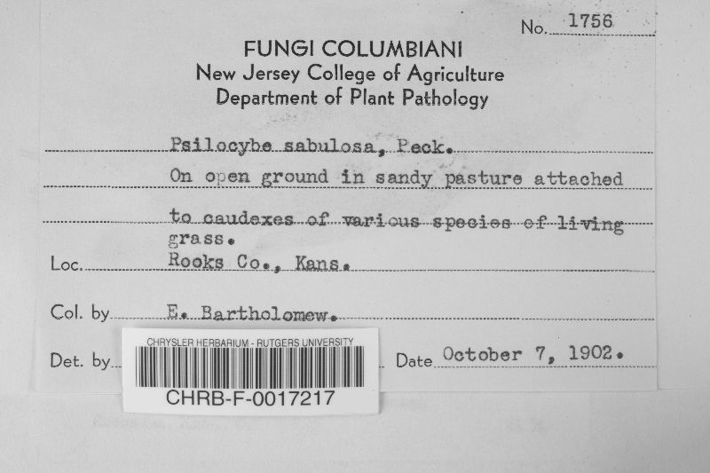 Psilocybe sabulosa image