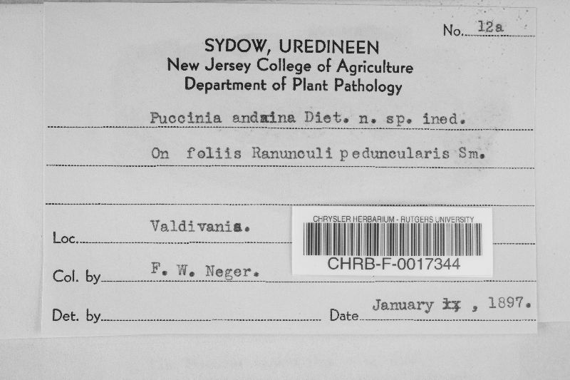 Puccinia andina image
