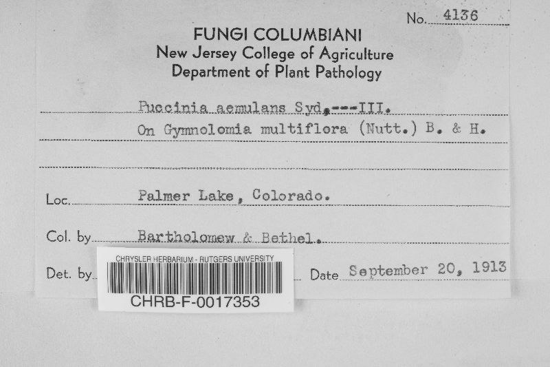 Puccinia aemulans image