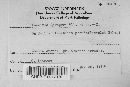 Puccinia recondita image