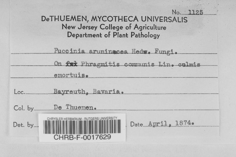 Puccinia phragmitis image