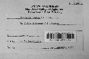 Puccinia recondita image