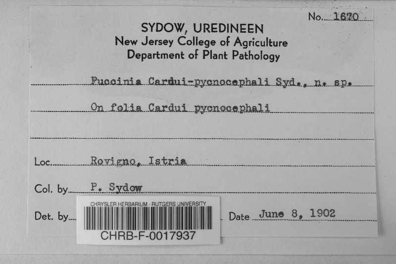 Puccinia cardui-pycnocephali image