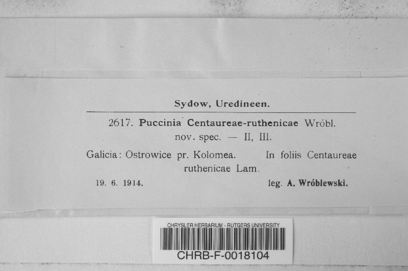 Puccinia centaureae-ruthenicae image