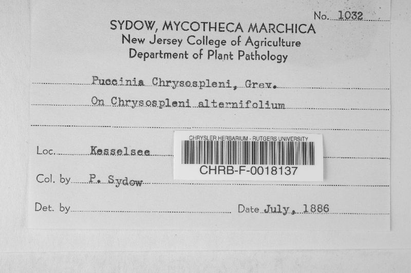 Puccinia chrysosplenii image