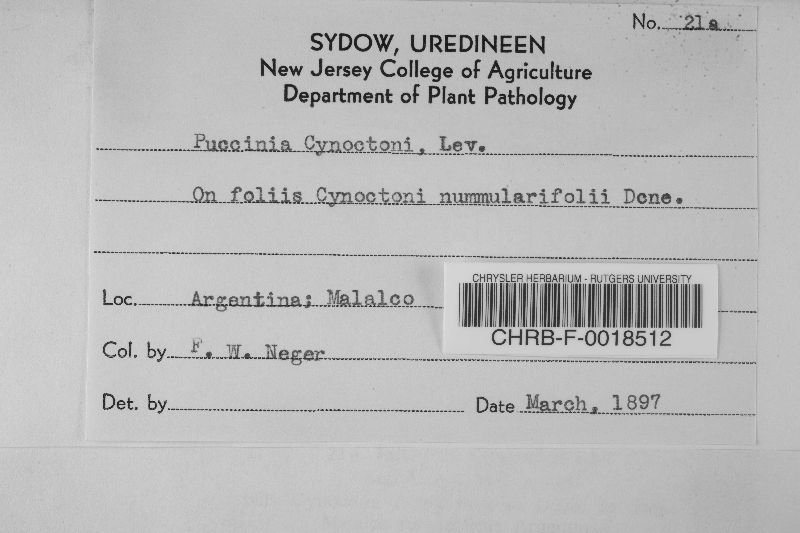 Puccinia cynoctoni image