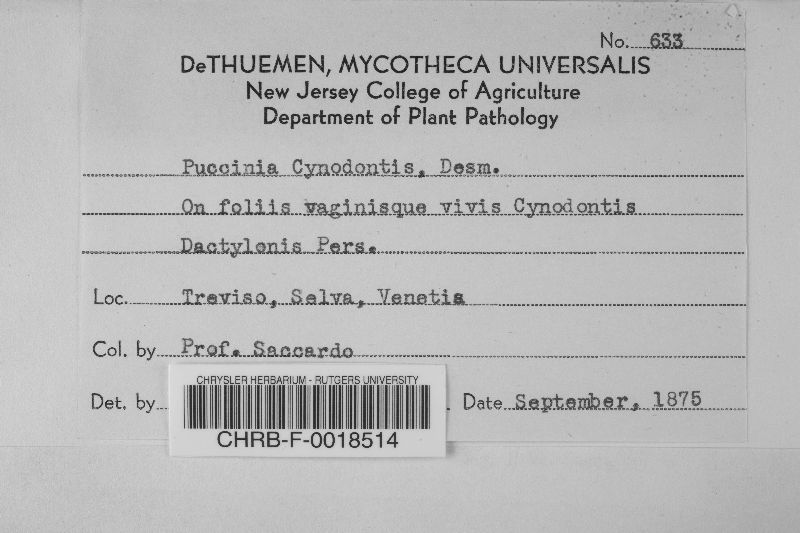 Puccinia cynodontis image