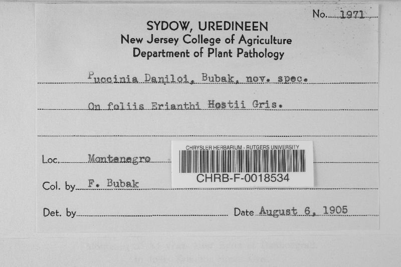 Puccinia daniloi image