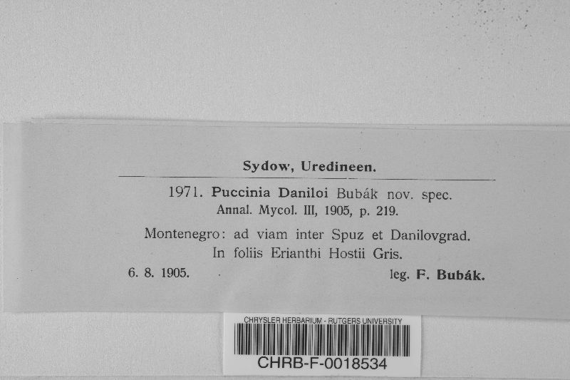 Puccinia daniloi image