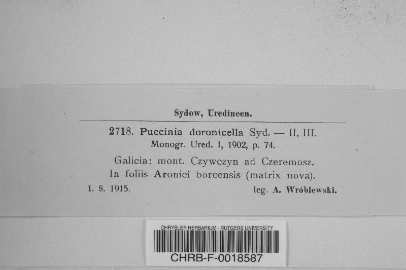 Puccinia doronicella image