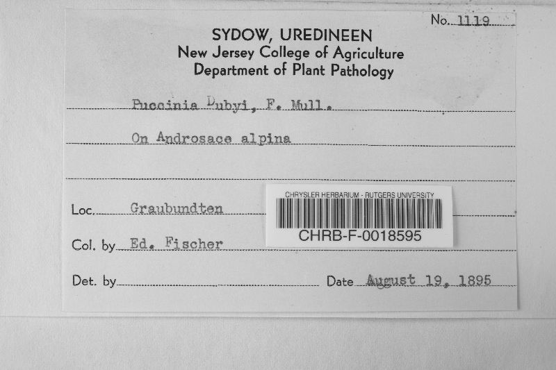 Puccinia dubyi image