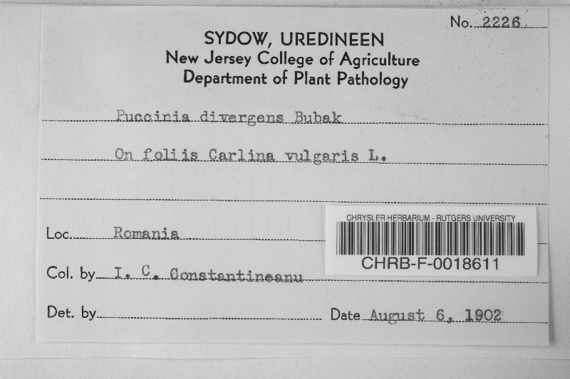 Puccinia divergens image
