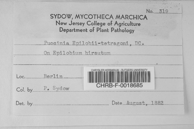 Puccinia pulverulenta image