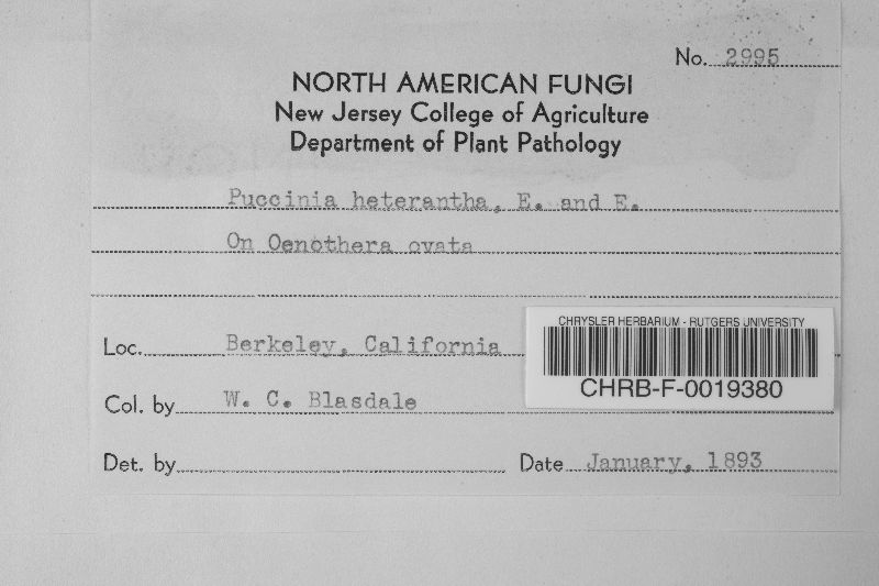 Puccinia heteranthae image
