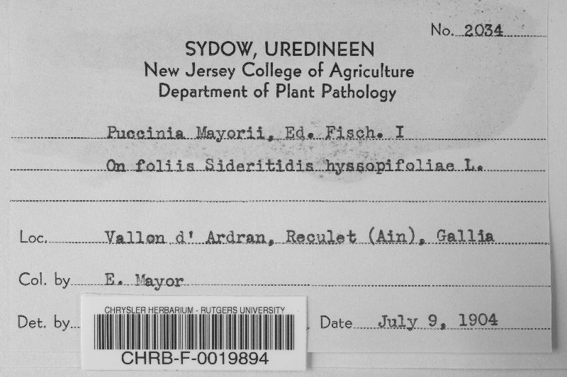 Puccinia mayorii image