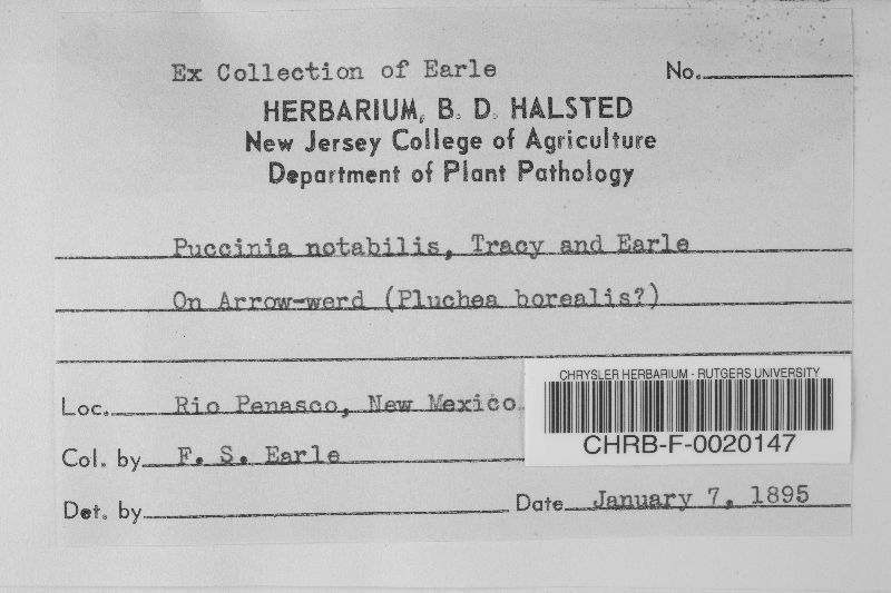 Puccinia notabilis image