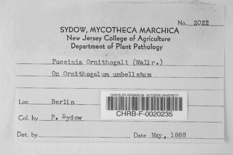 Puccinia ornithogali image
