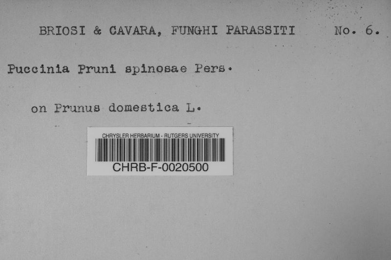 Tranzschelia pruni-spinosae image