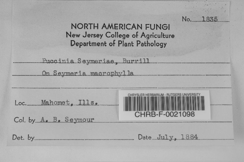 Puccinia seymeriae image