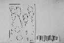Puccinia stipae image
