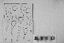 Puccinia stipae image