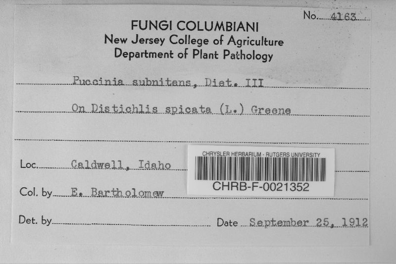 Puccinia subnitens image