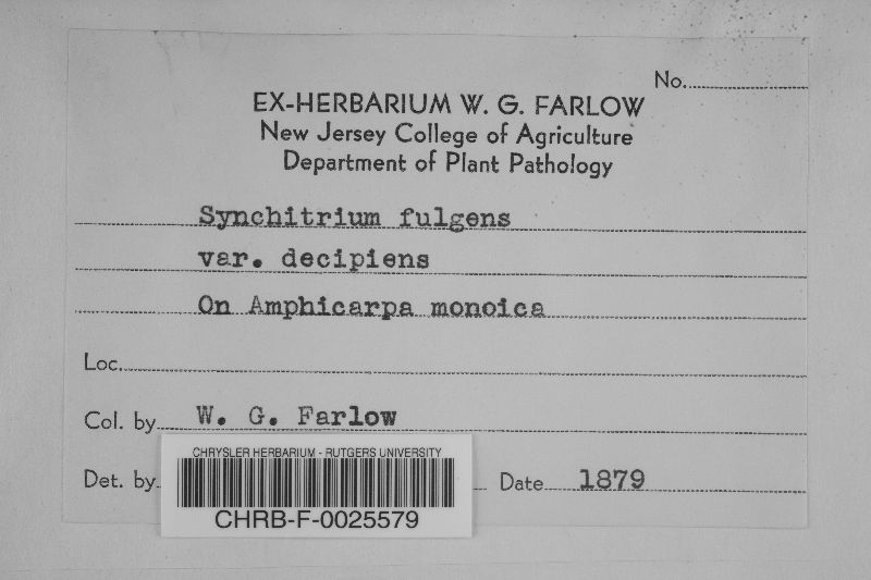 Synchytrium fulgens image