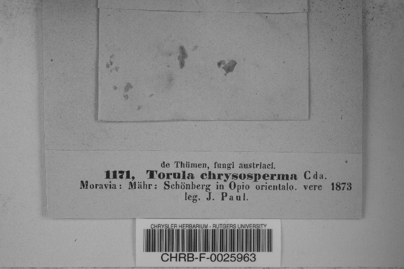 Torula chrysosperma image