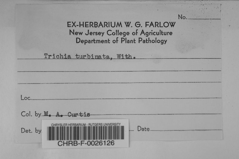 Trichia turbinata image