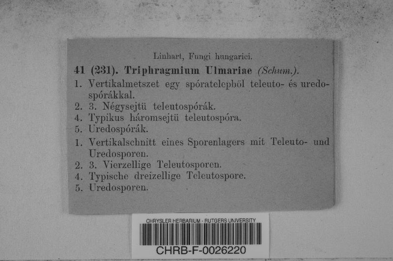 Triphragmium ulmariae image