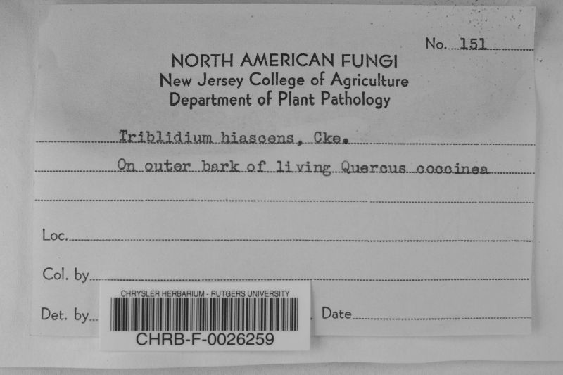Triblidium hiascens image