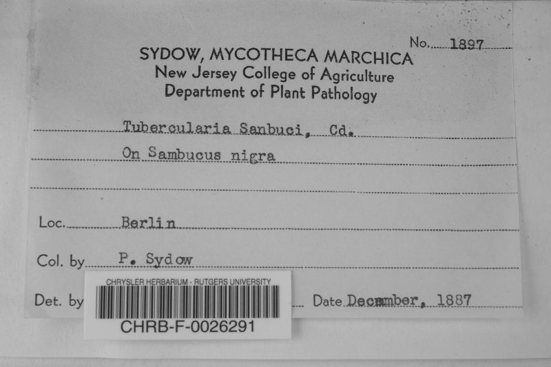 Tubercularia sambuci image