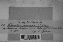 Tuberculina persicina image