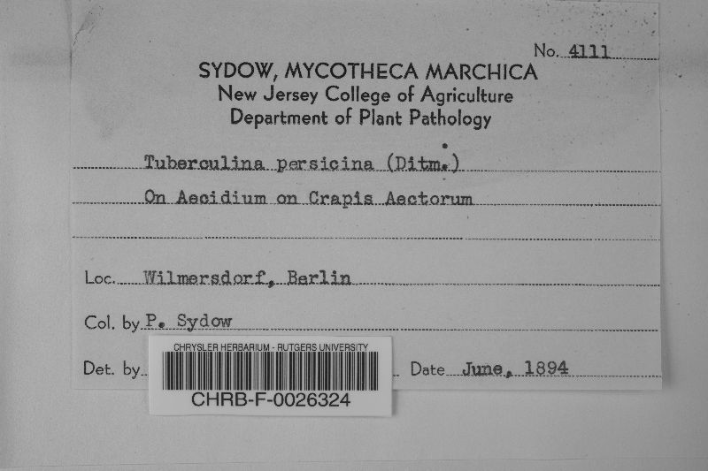 Tuberculina persicina image