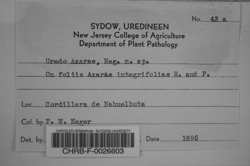 Uredo azarae image