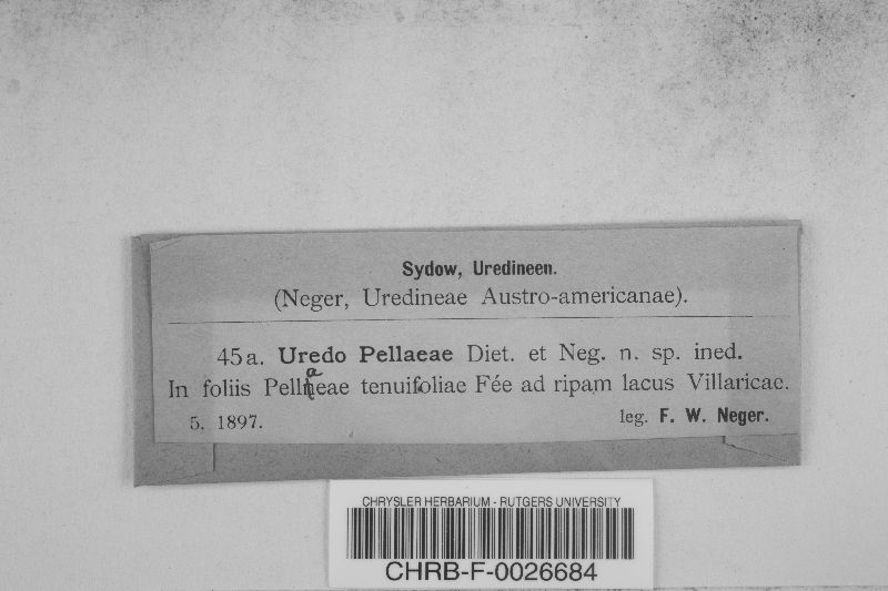 Uredo pellaeae image