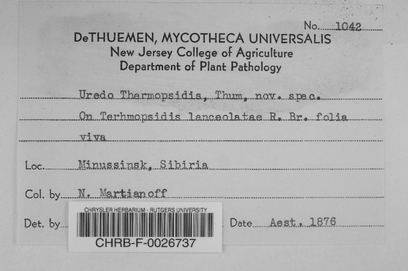 Uredo thermopsidis image