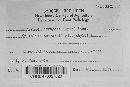 Uromyces pisi-sativi image