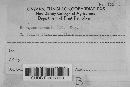 Uromyces behenis image