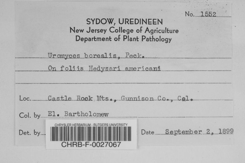 Uromyces borealis image